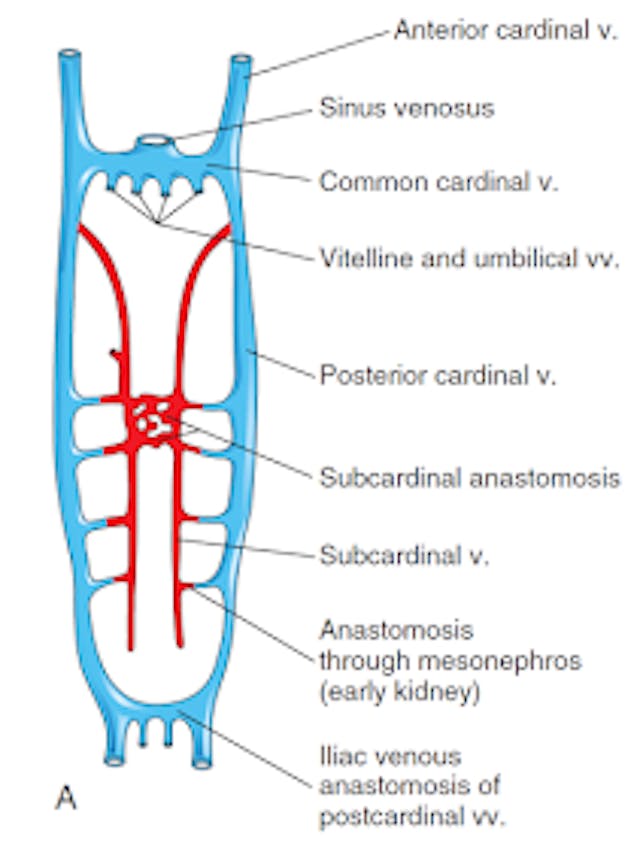 Hey, media: Calling an embryo’s heartbeat a ‘heartbeat’ is medically correct image