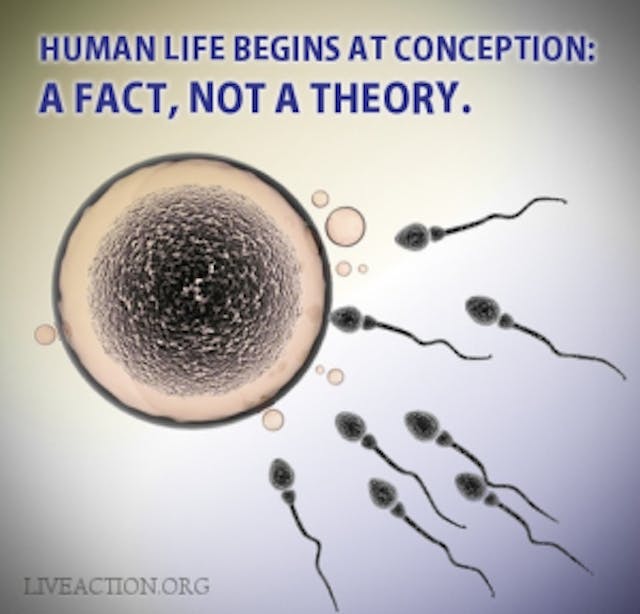 conception, fertilization, science, fact, life, human