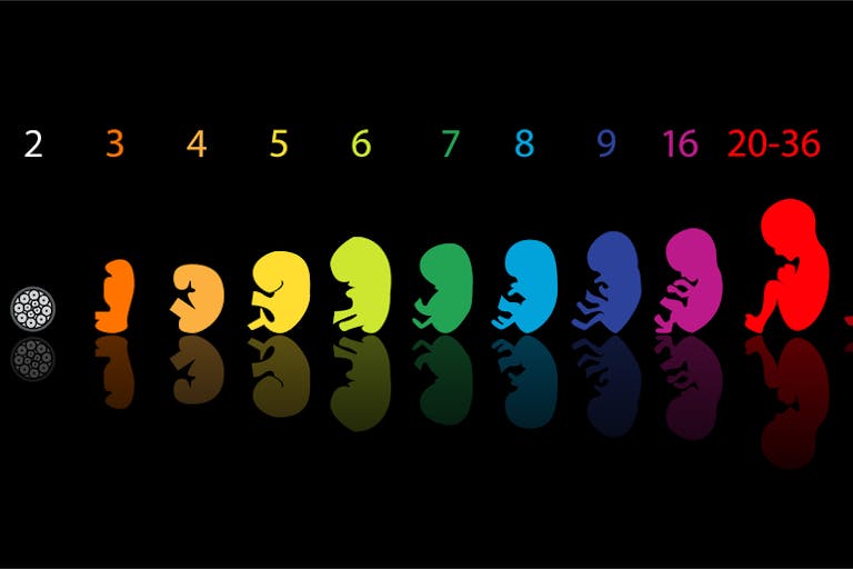 fetal-development