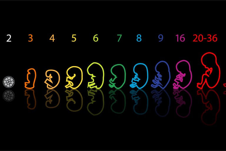 fetal-development-outline