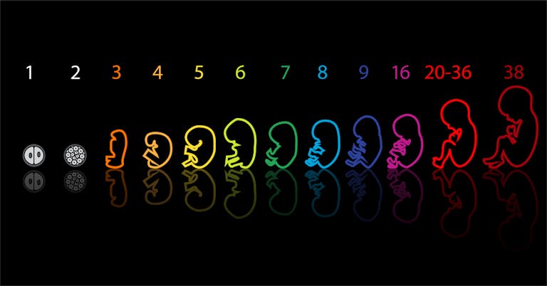 fetal-development-outline
