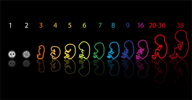 fetal-development-outline