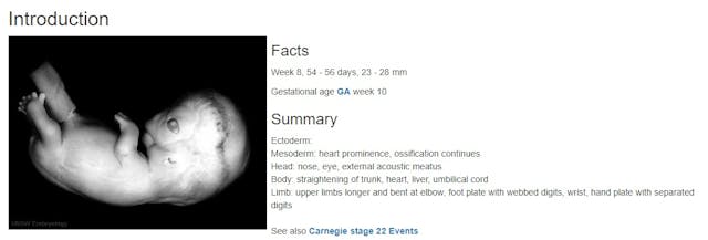 Image: Fetal Heart Carnegie Stage 22 at 8 weeks gestation (Image: https://embryology.med.unsw.edu.au/)