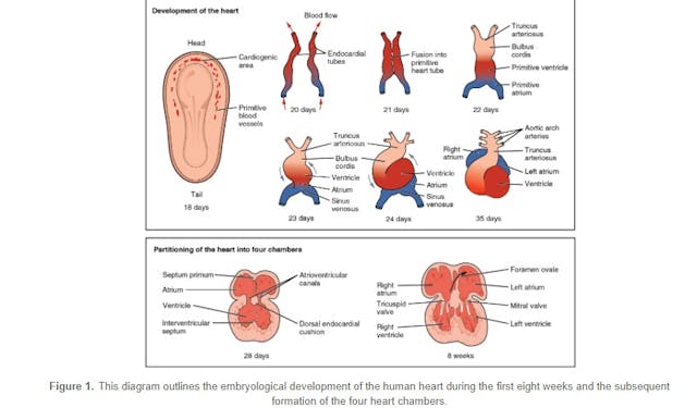 Embryonic Development of the Heart (Image: OpenStax) Image: Embryonic Development of the Heart (Image: OpenStax)