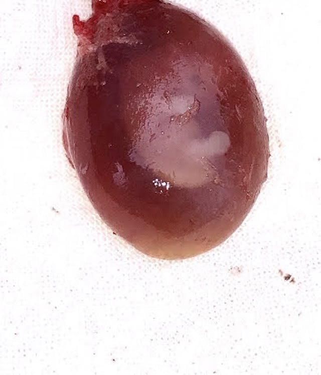 Photo courtesy of Louisa Rogers Photo courtesy of Louisa Rogers