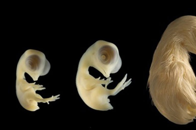 chicken-embryo-672×279