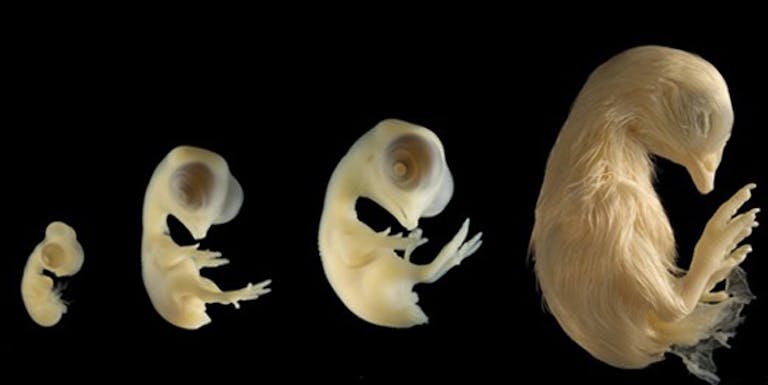 chicken-embryo-672×279