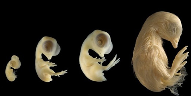 chicken-embryo-672×279