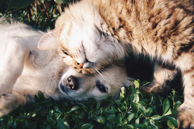 animal-cat-cute-46024-pexels