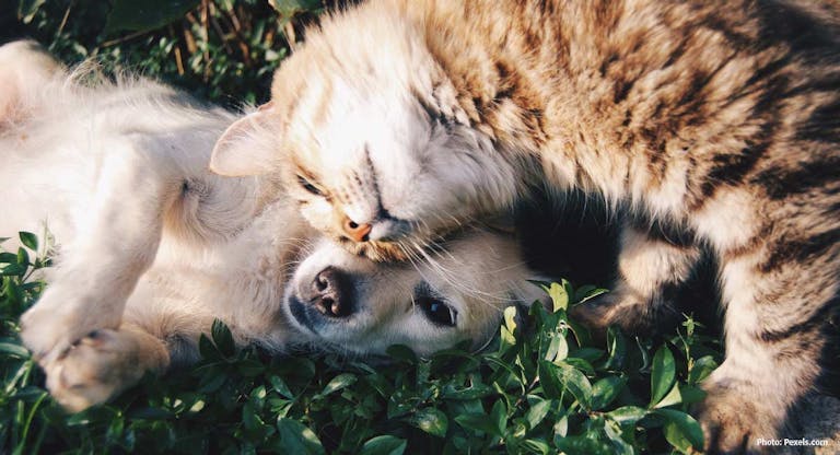 animal-cat-cute-46024-pexels