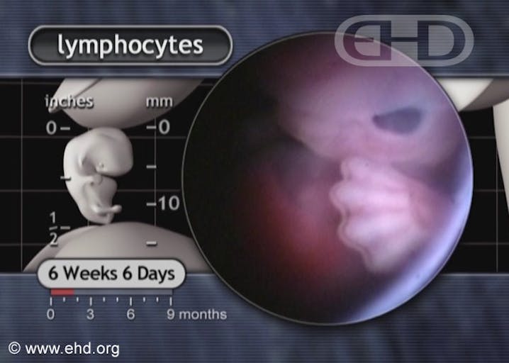 6 weeks, EHD.org
