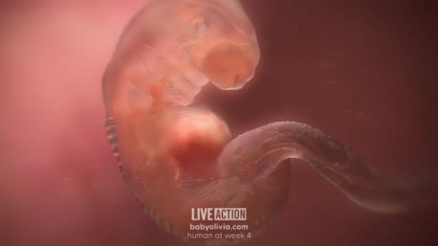’98 beats per minute’: Science sheds light on the heartbeat of the preborn child image
