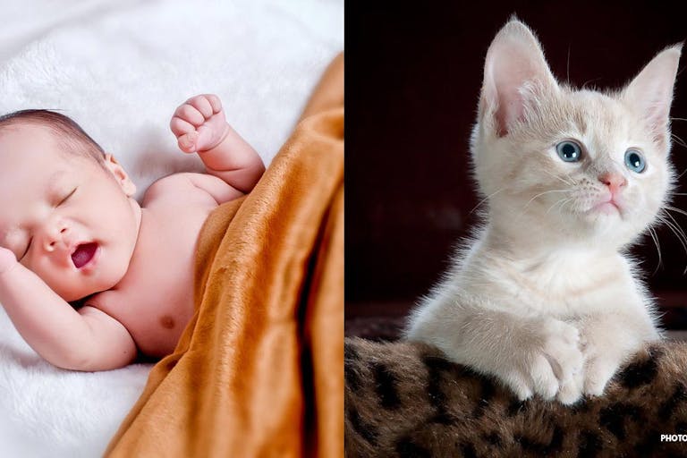 abortion, kittens, preemie