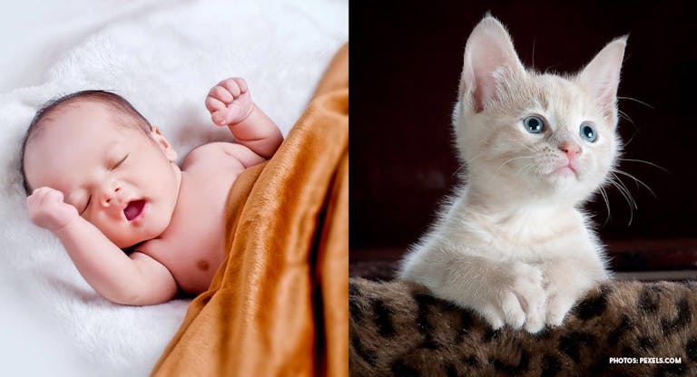 abortion, kittens, preemie