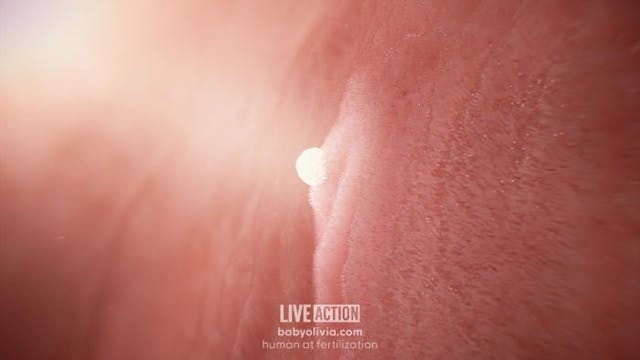 Implantation (within one week after fertilization) Implantation (within one week after fertilization)