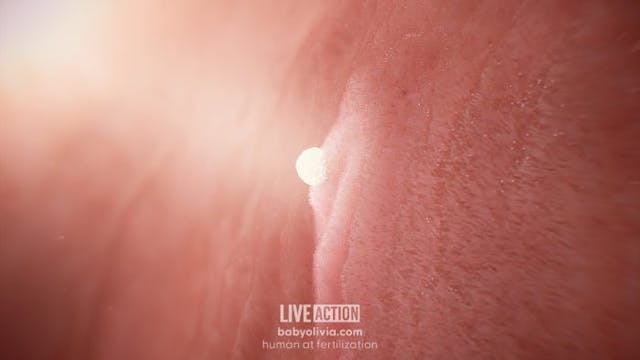 Implantation (within one week after fertilization)