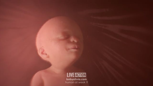 ‘Baby Olivia’ provides an incredible look at the first trimester of human development image