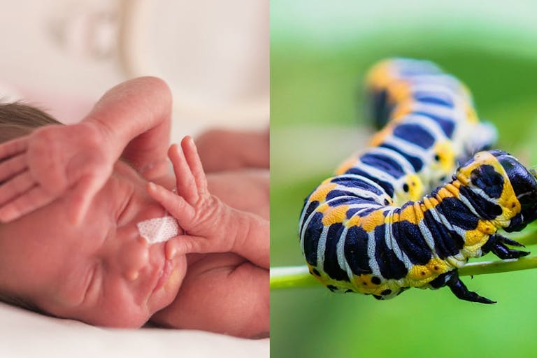virginia lawmaker caterpillar
