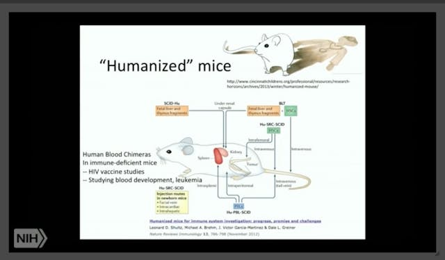 Image: Humanized mice Chimeras for cancer research (Image credit: Screen from NIH workshop)