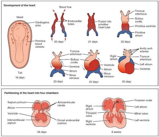 Guardian article claims a human embryo has no heart, but medical sources disagree image