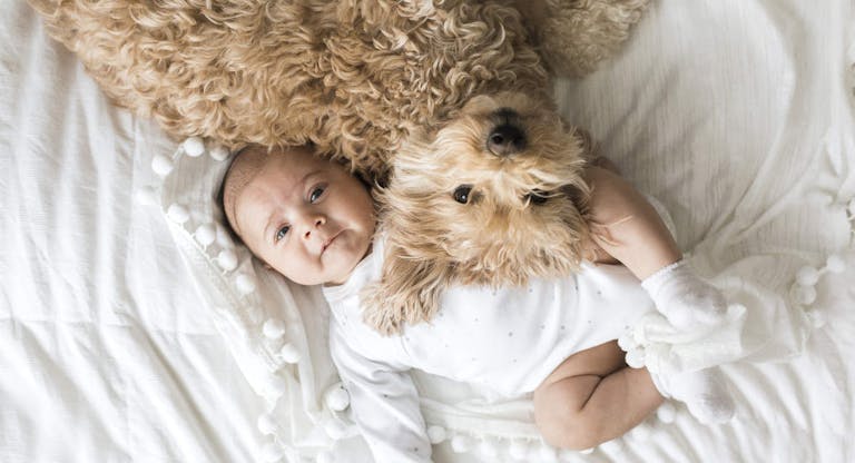 animals