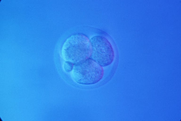 mouse embryo