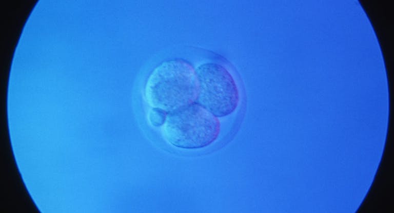 mouse embryo