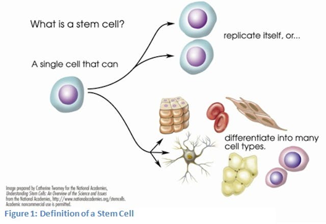 stem cell