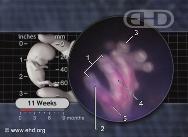 joints-of-the-fingers-