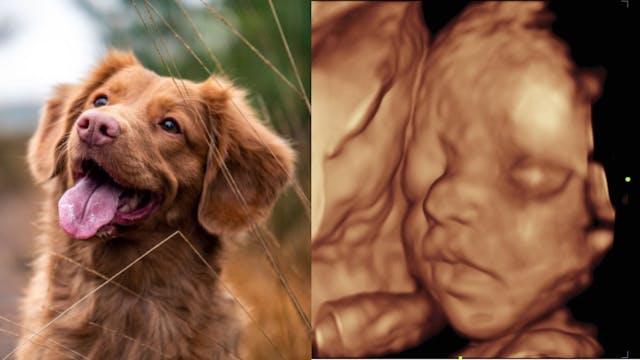 animal and human baby