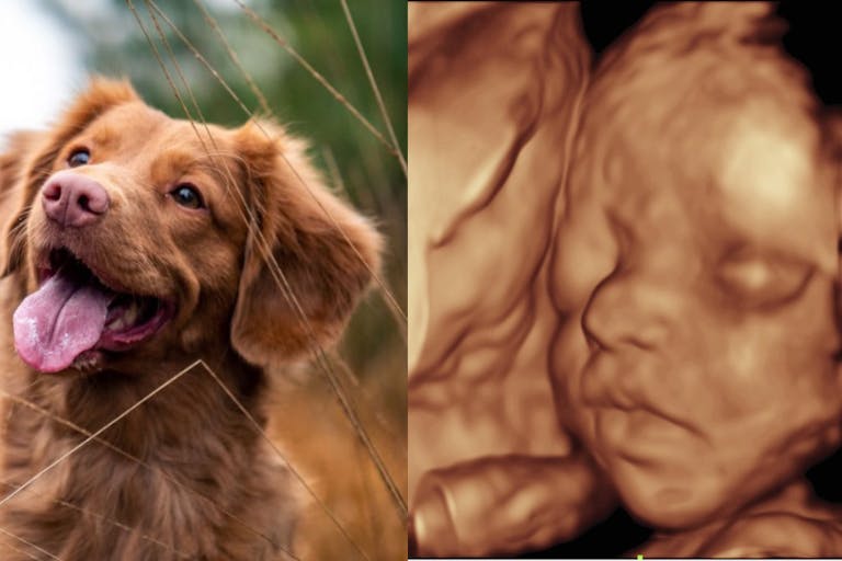 animal and human baby