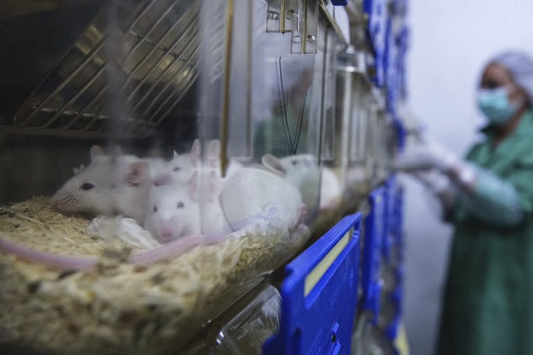 A scientist checks some laboratory mice used for