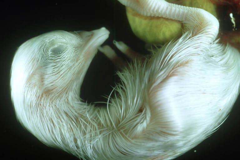 chick, gallus gallus, 19 days