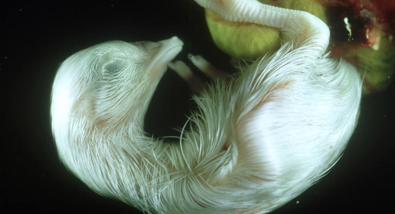 chick, gallus gallus, 19 days