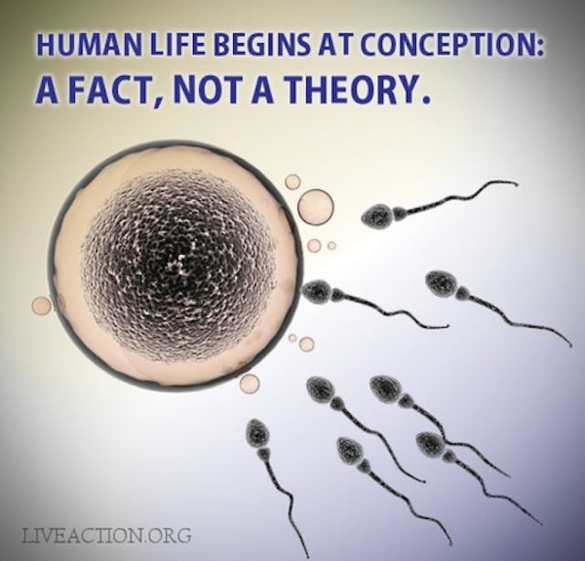 conception, fertilization, science, fact, life, human