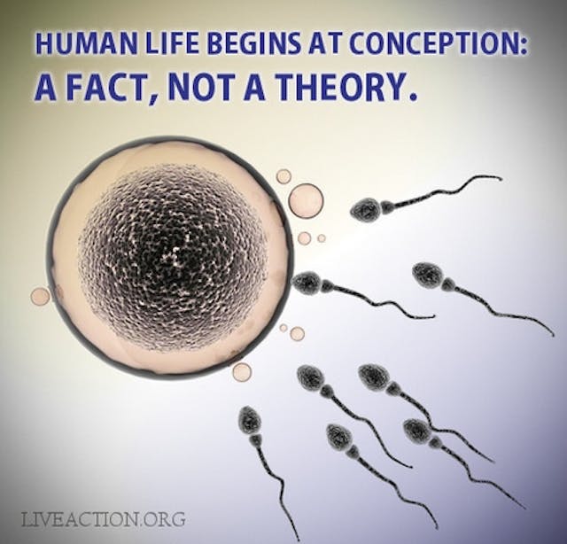 conception, fertilization, science, fact, life, human