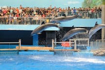 dolphin
