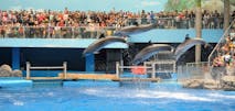 dolphin