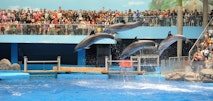 dolphin