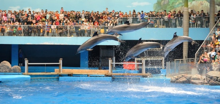 dolphin