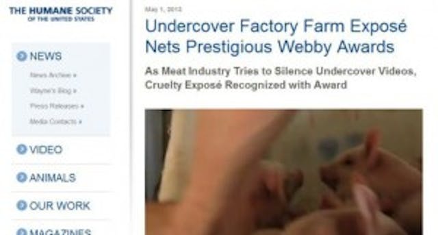 humane-society-pigs