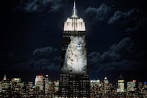 cecil the lion empire state