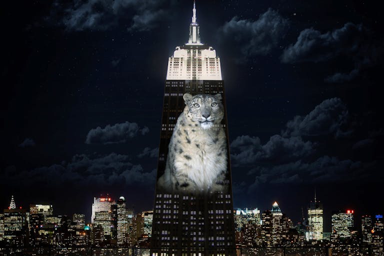 cecil the lion empire state