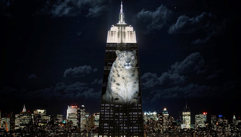 cecil the lion empire state