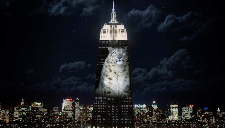 cecil the lion empire state