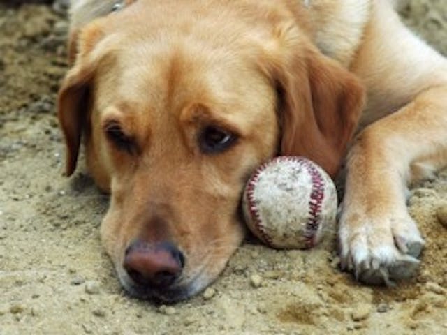 dog