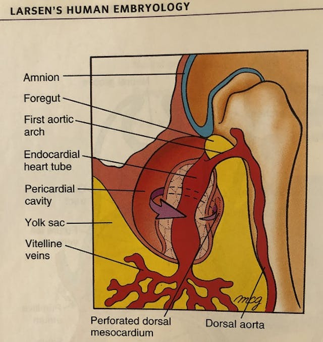 Pro-abortion authors are still lying about prenatal heartbeats. Here’s the truth. image