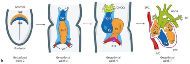 Pro-abortion authors are still lying about prenatal heartbeats. Here’s the truth. image
