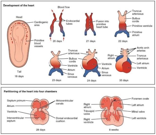 Pro-abortion authors are still lying about prenatal heartbeats. Here’s the truth. image
