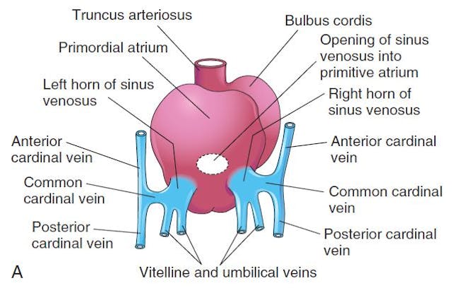 Pro-abortion authors are still lying about prenatal heartbeats. Here’s the truth. image